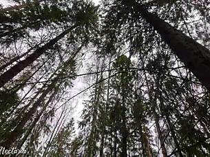 Russian couple's passionate amateur blowjob in the woods
